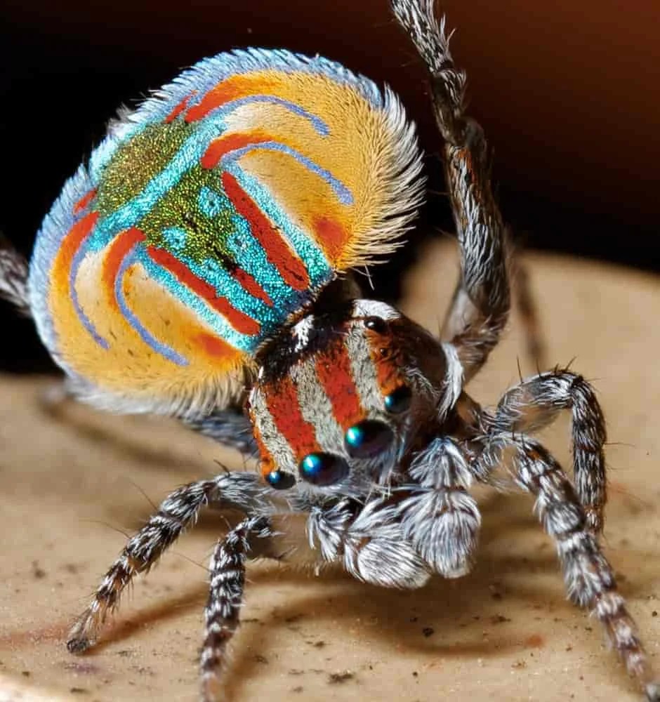 A bug’s life,&nbsp;reimagined